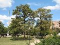 Bald Cypress / Taxodium distichum 